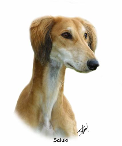 Saluki 8R010D-18_2.jpg